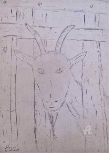 Drawing titled "Chèvres de Vanessa" by Roberto Urbano, Original Artwork, Pencil