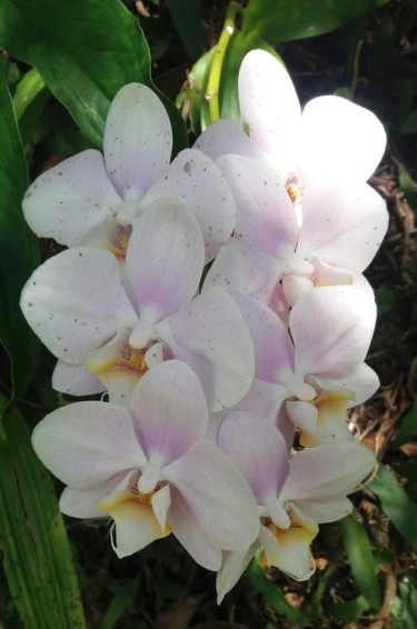 제목이 "Orquideas bouquet"인 사진 Paulo Gonzalez로, 원작, 조작되지 않은 사진