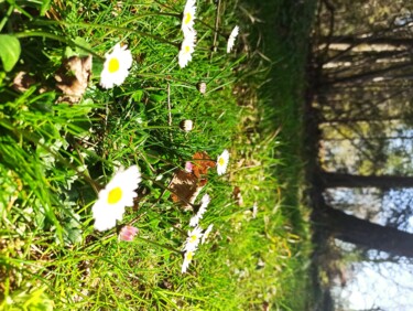 제목이 "Petites marguerites"인 사진 Jomara Hamzo로, 원작, 디지털