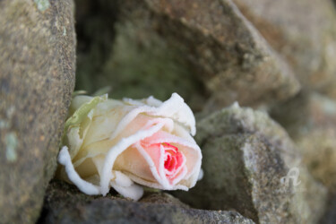Photography titled "Dream of the ice pr…" by Adriana Mueller, Original Artwork, Digital Photography