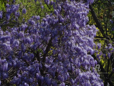 Photography titled "Lavanda" by Aurelio Nicolazzo, Original Artwork, Digital Photography