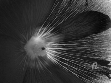 摄影 标题为“Textured petals sha…” 由Cédric Hajiji, 原创艺术品, 数码摄影