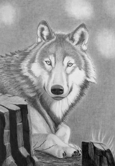 图画 标题为“Le loup” 由Pelletier, 原创艺术品, 铅笔