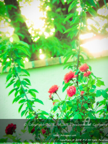 Fresh lomo leaves Red roses and golden hour sky 제목이 "Fresh lomo leaves R…"인 사진 Cédric Hajiji로, 원작, 조작된 사진