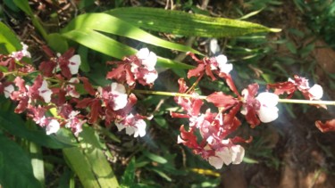 제목이 "Orquidea chocolate 2"인 사진 Paulo Gonzalez로, 원작, 조작되지 않은 사진