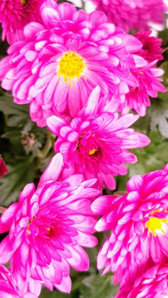 Photographie intitulée "Fleurs  Chrysanthèm…" par Carlos Vieira, Œuvre d'art originale, Photographie non manipulée