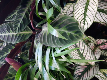 Photographie intitulée "Plantes (diverses)…" par Carlos Vieira, Œuvre d'art originale, Photographie non manipulée