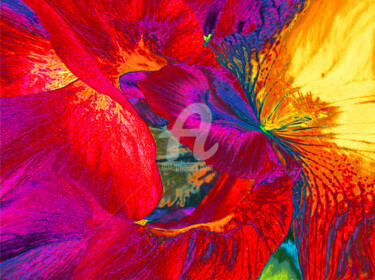 Photographie intitulée "Iris" par Françoise Aubert-Moreau, Œuvre d'art originale, Photographie numérique