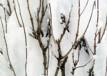 Photography titled "Branches" by Camille R., Original Artwork, Non Manipulated Photography
