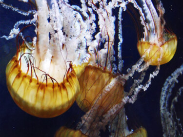 Photographie intitulée "Méduses" par Angie Black, Œuvre d'art originale, Photographie numérique