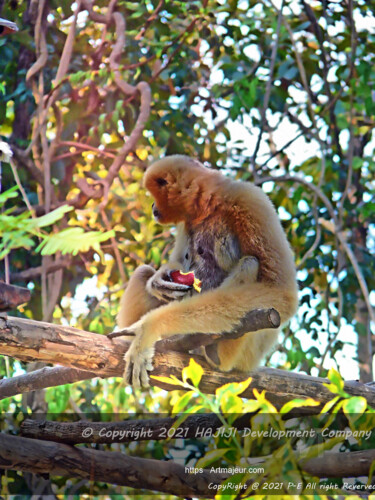 Artistic vintage hylobates gibbon eating an apple 摄影 标题为“Artistic vintage hy…” 由Cédric Hajiji, 原创艺术品, 数码摄影