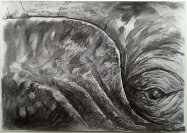 Dessin intitulée "regard de baleine" par Jean-François Hirsch, Œuvre d'art originale, Fusain