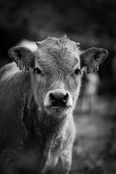 Photography titled "BOS TAURUS 002 - Ve…" by Naep, Original Artwork, Digital Photography