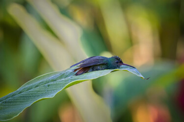 Photography titled "Morning Dew Spa 2" by Igor Borišek, Original Artwork, Digital Photography