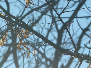 Photography titled "Quelques feuilles" by Camille R., Original Artwork, Non Manipulated Photography
