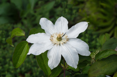 제목이 "White flower"인 사진 Art$Art로, 원작, 조작되지 않은 사진