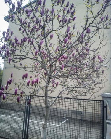 Fotografia intitolato "Fiori rosa" da Patrizia Micheloni (Pz20FantaGhiro), Opera d'arte originale, Fotografia digitale