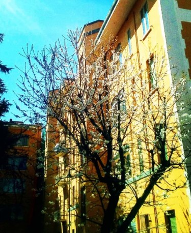 Fotografia intitolato "Albero in fiore" da Patrizia Micheloni (Pz20FantaGhiro), Opera d'arte originale, Fotografia digitale