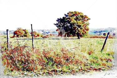 Alberi nel campo