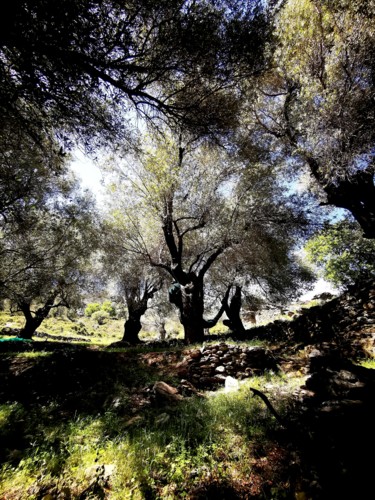 Photography titled "Jardin d'éden" by Isabelle Pautrot, Original Artwork, Non Manipulated Photography