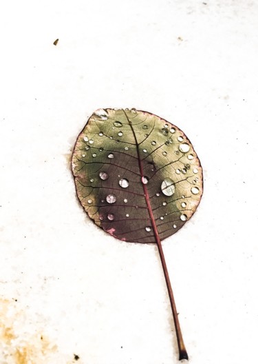 Photographie intitulée "feuille" par Olivier De Pooter, Œuvre d'art originale, Photographie manipulée