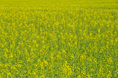 Photographie intitulée "Colza spring" par Art$Art, Œuvre d'art originale, Photographie numérique
