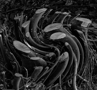 Fotografie mit dem Titel "Born again lifeforms" von Cometp, Original-Kunstwerk, Digitale Fotografie