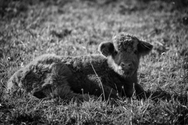 Photography titled "BOS TAURUS 009 - Ve…" by Naep, Original Artwork, Digital Photography