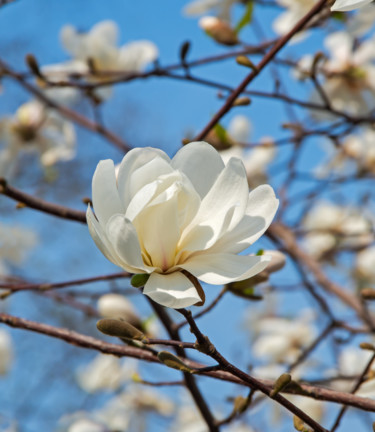 Φωτογραφία με τίτλο "Magnolia blossom" από Art$Art, Αυθεντικά έργα τέχνης, Ψηφιακή φωτογραφία