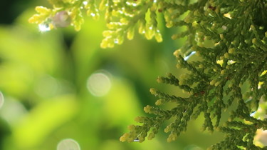Green raindrops, photography Photographie intitulée "Green raindrops, ph…" par Liza Peninon, Œuvre d'art originale, Photographie non manipulée