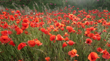 Poppies Passion, photography Photographie intitulée "Poppies Passion, ph…" par Liza Peninon, Œuvre d'art originale, Photographie non manipulée