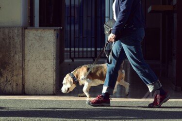 摄影 标题为“Morning walk” 由Alen Gurovic, 原创艺术品, 非操纵摄影