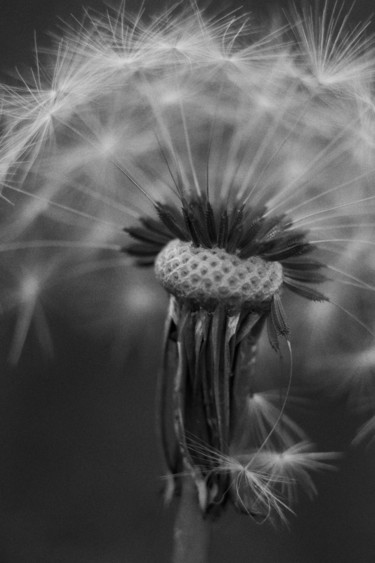 「Dandelion portrait.…」というタイトルの写真撮影 Ekaterina Bokovaによって, オリジナルのアートワーク, デジタル