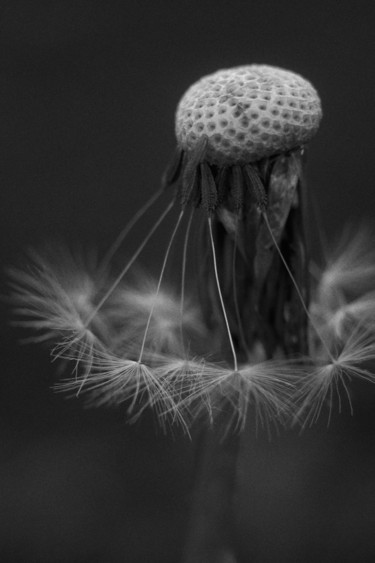 「Dandelion portrait.…」というタイトルの写真撮影 Ekaterina Bokovaによって, オリジナルのアートワーク, デジタル