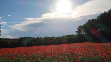 Les coquelicots au couchant, photography Photographie intitulée "Les coquelicots au…" par Liza Peninon, Œuvre d'art originale, Photographie non manipulée