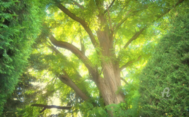 Fresh light in the Center - Century tree Photography titled "Fresh light in the…" by Cédric Hajiji, Original Artwork, Manipulated Photography