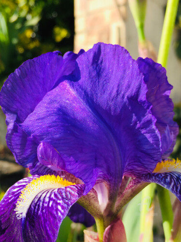 Coppolas of colorful iris - flowing surfaces Fotografie getiteld "Coppolas of colorfu…" door Cédric Hajiji, Origineel Kunstwerk, Digitale fotografie
