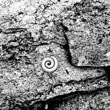 Fotografía titulada "CIRCLE OF LIFE" por Jim Williams, Obra de arte original, Fotografía digital