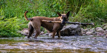 CANIS LUPUS 001 - Malinois au bâton Photography titled "CANIS LUPUS 001 - M…" by Naep, Original Artwork, Digital Photography