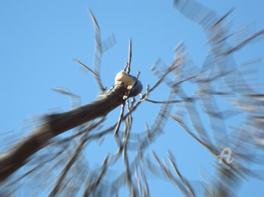 Nature excess - and blue headed bird 摄影 标题为“Nature excess - and…” 由Cédric Hajiji, 原创艺术品, 数码摄影