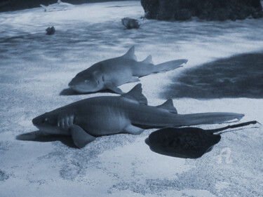 Ancien blue - deep sharks Photography titled "Ancien blue - deep…" by Cédric Hajiji, Original Artwork, Digital Photography