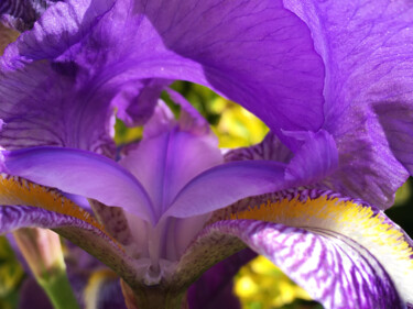 Photography titled "Iris vivid details…" by Cédric Hajiji, Original Artwork, Digital Photography