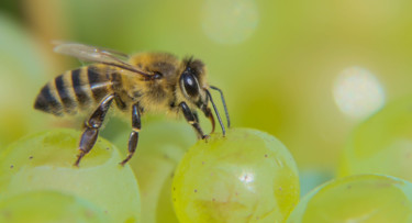 Photographie intitulée "Abeille des vendang…" par Christelle Prieur, Œuvre d'art originale, Photographie numérique