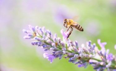 Photographie intitulée "L'abeille butineuse…" par Christelle Prieur, Œuvre d'art originale, Photographie numérique