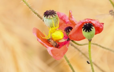 Photographie intitulée "L'araignée jaune !" par Christelle Prieur, Œuvre d'art originale, Photographie numérique