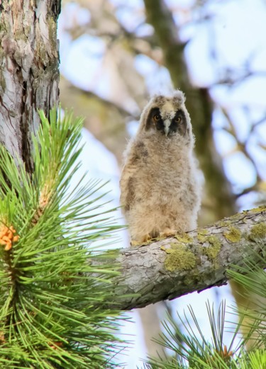 Photographie intitulée "Jeune hibou moyen d…" par Christelle Prieur, Œuvre d'art originale, Photographie numérique