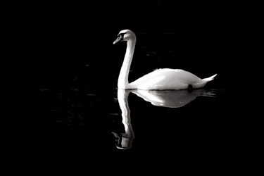 Photographie intitulée "Le cygne en noir et…" par Christelle Prieur, Œuvre d'art originale, Photographie numérique