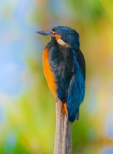 Photographie intitulée "Le martin pêcheur" par Christelle Prieur, Œuvre d'art originale, Photographie numérique