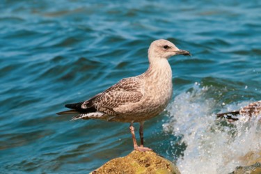 Photographie intitulée "La mouette" par Christelle Prieur, Œuvre d'art originale, Photographie numérique