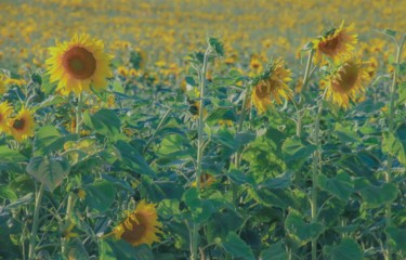 Photographie intitulée "Champs de tournesols" par Christelle Prieur, Œuvre d'art originale, Photographie numérique